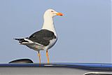 Lesser Black-backed Gull